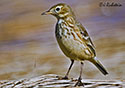 Anthus rubescens